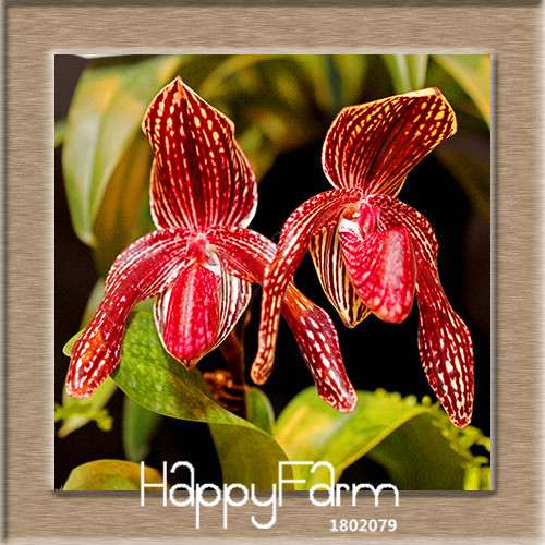 18 Color Orchid Seeds - Cypripedium & Paphiopedilum Bonsai Flower Seeds, Exotic Home Garden Planting