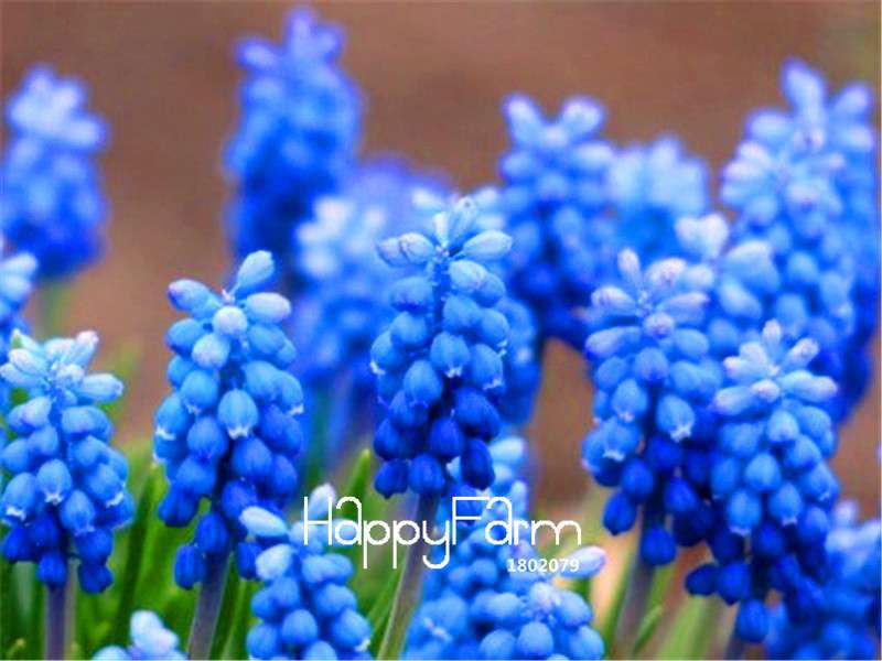 Blue Violet Grape Hyacinth Seeds - Vibrant Potted Flowers for Garden & Home Decor | Fast US Shipping