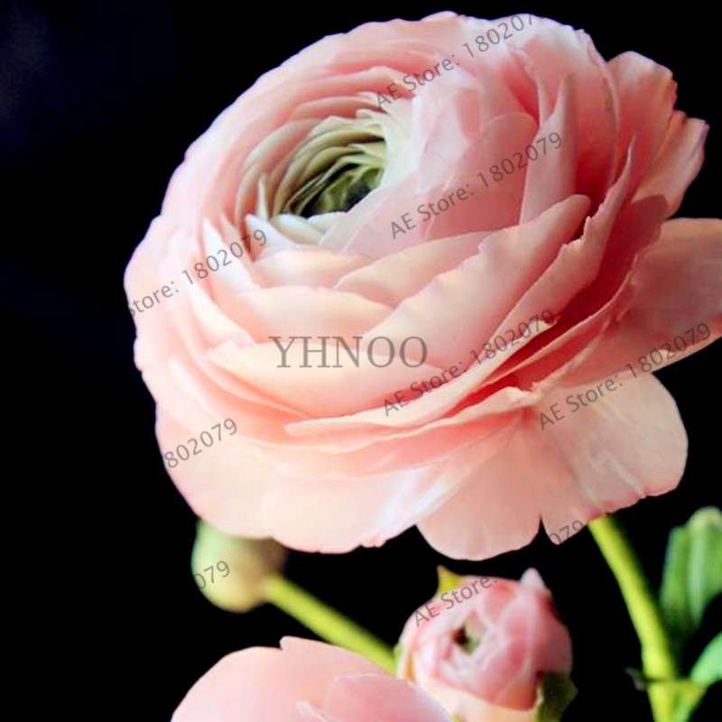 Ranunculus Asiaticus Seeds - Perennial Bonsai Flowers for Home & Garden, Easy to Grow