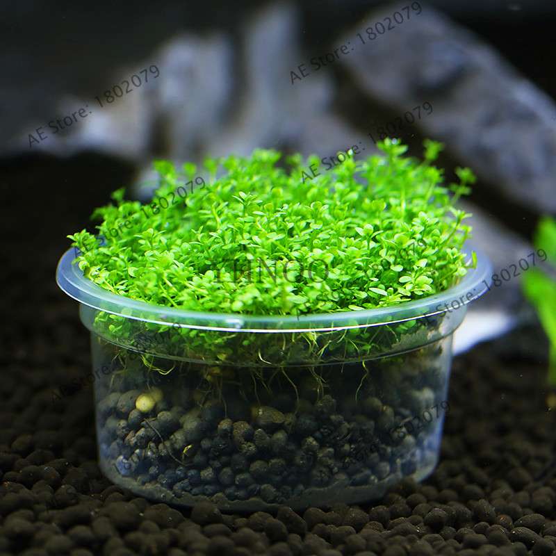 Mini Dwarf Pearl Seeds - Fast Growing Aquarium Grass for Fish Tanks | Aquatic Plants Decor