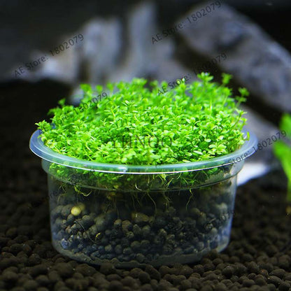 Mini Dwarf Pearl Seeds - Fast Growing Aquarium Grass for Fish Tanks | Aquatic Plants Decor