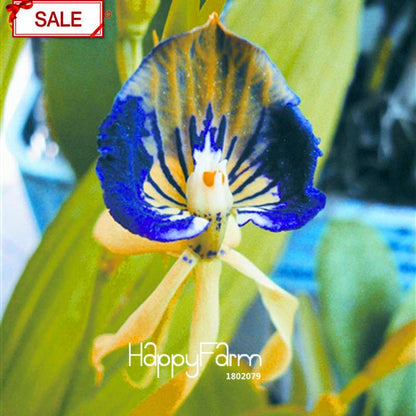 Rare Yellow Octopus Orchid Seeds - for Home Garden Planting | Exotic Flowering Plants