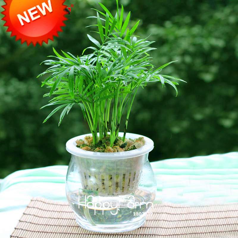 Lucky Bamboo Seeds for Planting - Easy to Grow, Balcony & Indoor Air Purifying Plants
