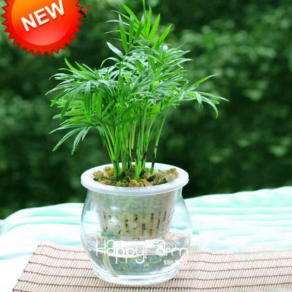 Lucky Bamboo Seeds for Planting - Easy to Grow, Balcony & Indoor Air Purifying Plants
