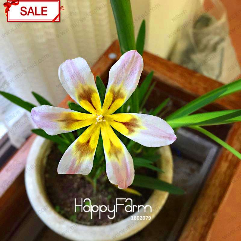 Red Sparaxis Tricolor Rose Flower Seeds - for Balcony Potted Flowers | USA Garden