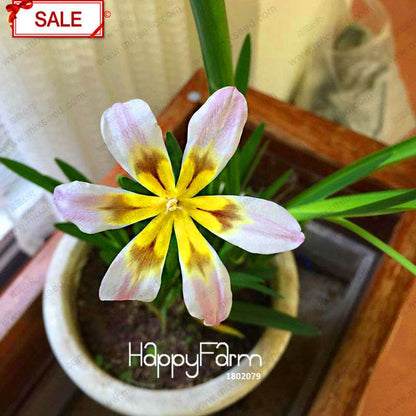 Red Sparaxis Tricolor Rose Flower Seeds - for Balcony Potted Flowers | USA Garden