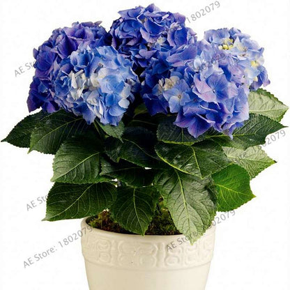 Hydrangea Bonsai Seeds - Perennial Wedding Flowers for Home & Garden - Easy to Grow