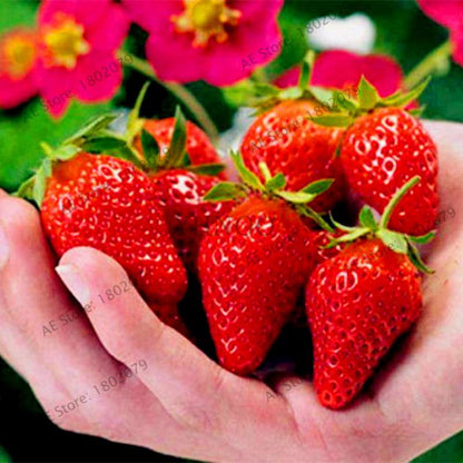 Rare Red Climbing Strawberry Seeds for Home Garden | Sweet Fruit Plant Bonsai