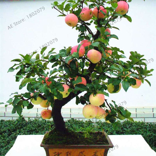 Dwarf Bonsai Apple Tree Seeds - Mini Fruit Seeds for Home Garden Planting | Fast-Growing