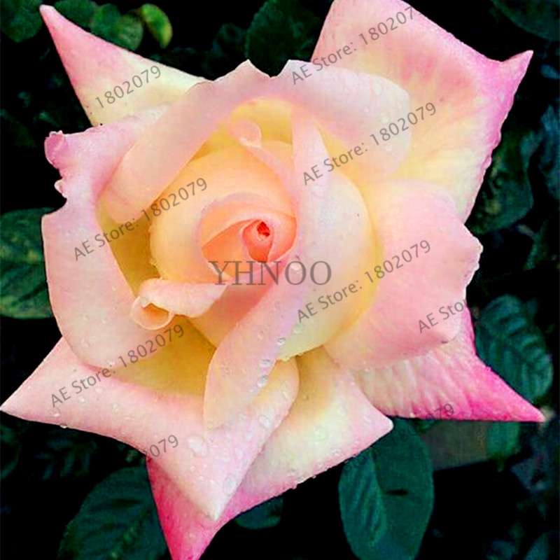 Rare Mixed Color Rose Seeds - Rainbow, Black, Blue - Bonsai Flower Seeds for Home Garden Planting