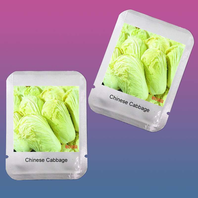 Easy-Grow Chinese Cabbage Seeds | Nutritious Brassica Pekinensis | Fast-Growing Vegetable Seeds