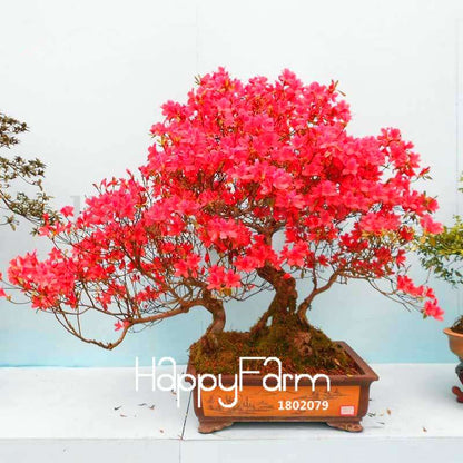Azalea Flower Seeds - Vibrant Indoor Bonsai Plants for Home & Garden | Easy to Grow
