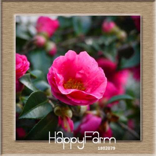 24-Color Camellia Seeds Kit - for Potted Plants, Bonsai & Garden Flowers | Fast-Growing & Vibrant Blooms
