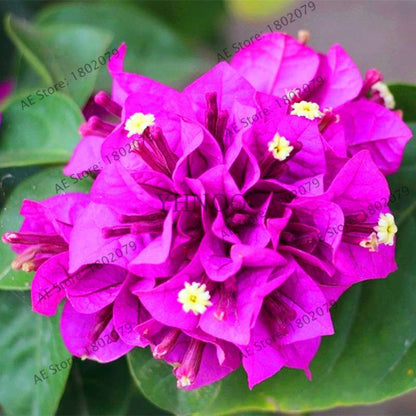 Bougainvillea Bonsai Seeds - Vibrant Flowering Plant for Home & Garden | Fast-Growing, Easy Care