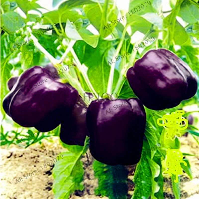 Spicy Chili Pepper Bonsai Seeds - Edible, Ornamental, Perennial Plant for Home & Garden