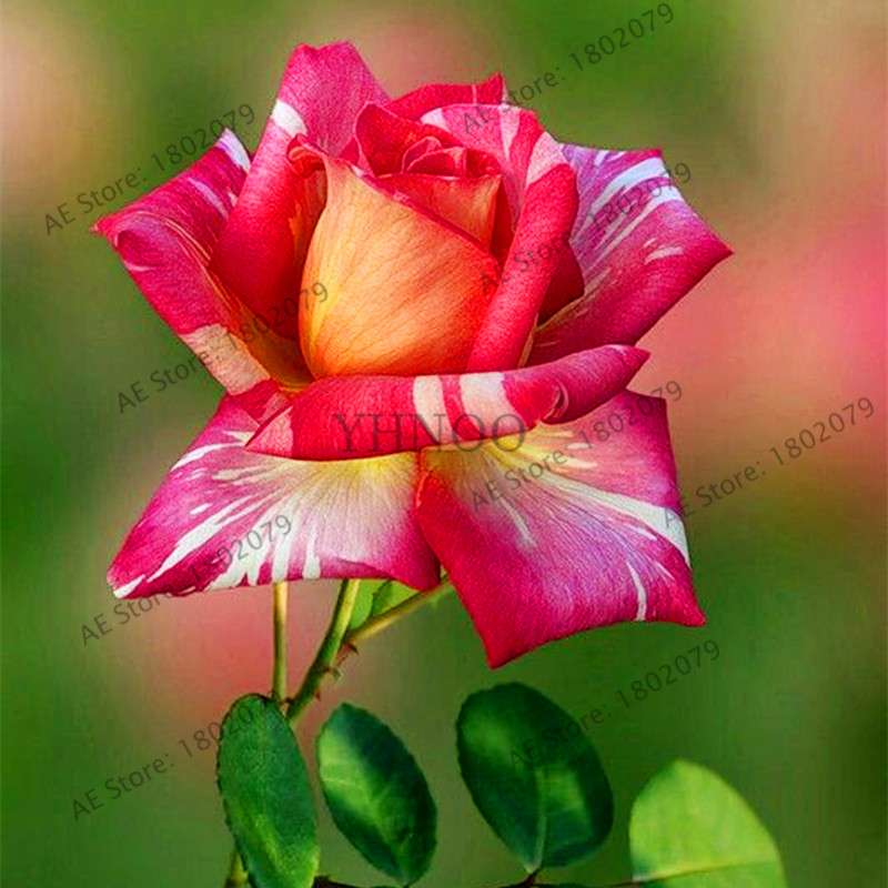 Rare Mixed Color Rose Seeds - Rainbow, Black, Blue - Bonsai Flower Seeds for Home Garden Planting