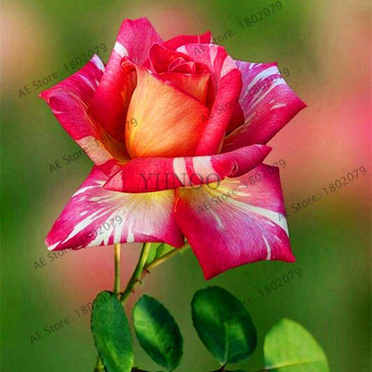 Rare Mixed Color Rose Seeds - Rainbow, Black, Blue - Bonsai Flower Seeds for Home Garden Planting