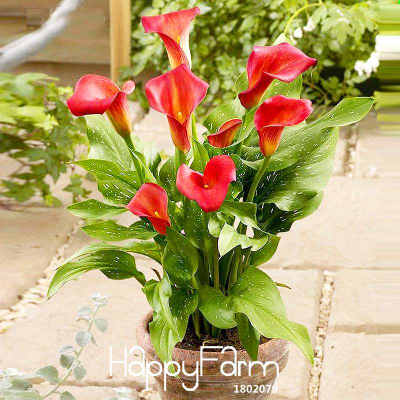 Red Calla Lily Seeds - Exotic Balcony & Patio Flower Seeds for Potted Bonsai | Fast-Growing Aethiopica