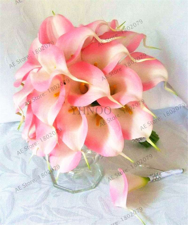 Rare Mixed Color Calla Lily Seeds - Beautiful Bonsai Flowers for Home Garden & Backyard Planting