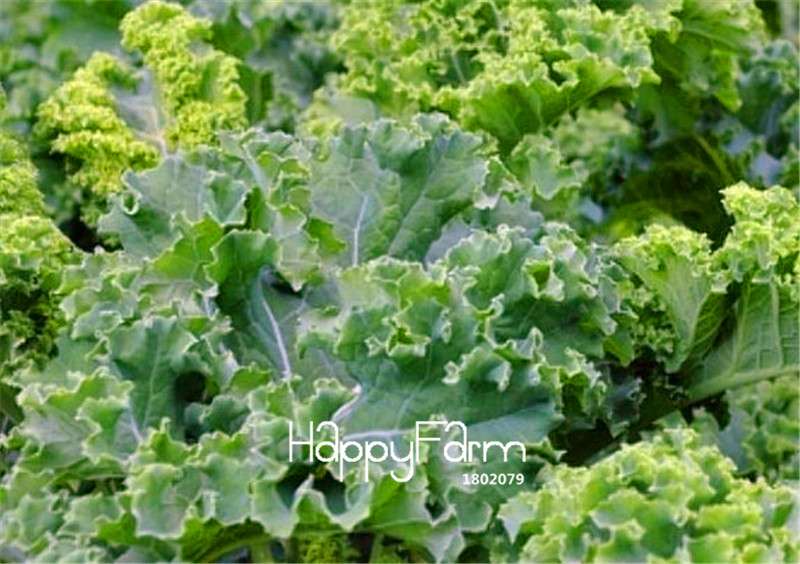 German Heirloom Kale Seeds - Nutritious, Easy-Grow Vegetable for Home Garden & Backyard Planting
