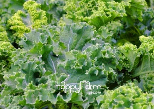 German Heirloom Kale Seeds - Nutritious, Easy-Grow Vegetable for Home Garden & Backyard Planting