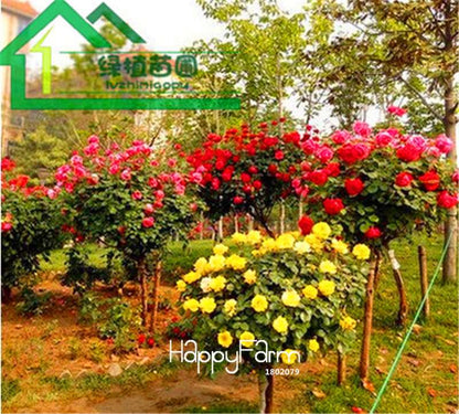Rare Rosa Chinensis Seeds - Fresh Dendroidal Rose Tree Seeds for Planting, Exotic Flower Garden