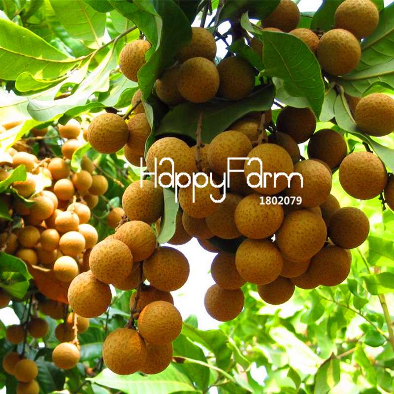 Thai Longan Seeds - Extra Sweet & Large Bonsai Fruit for Home Garden | Easy-Grow Professional Pack