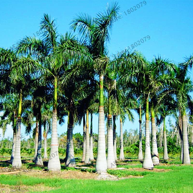 Cuban Royal Palm Seeds - Exotic Tropical Bonsai Tree for Home Garden & Balcony Planting