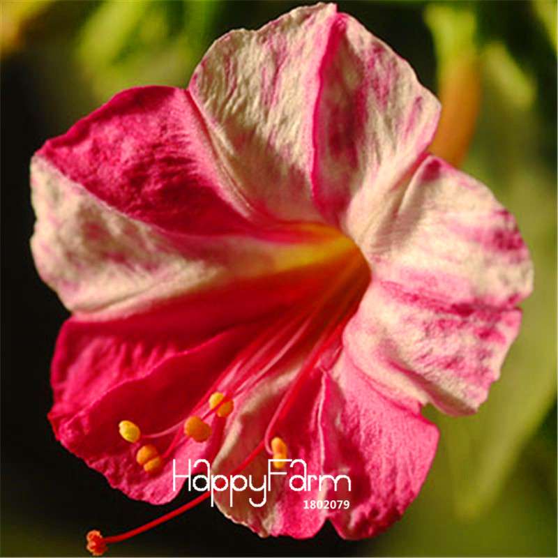 18 Varieties Jasmine Seeds - Fragrant & Ornamental Flowers for Garden Planting, Chinese Charm