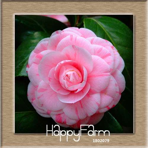 24-Color Camellia Seeds Kit - for Potted Plants, Bonsai & Garden Flowers | Fast-Growing & Vibrant Blooms