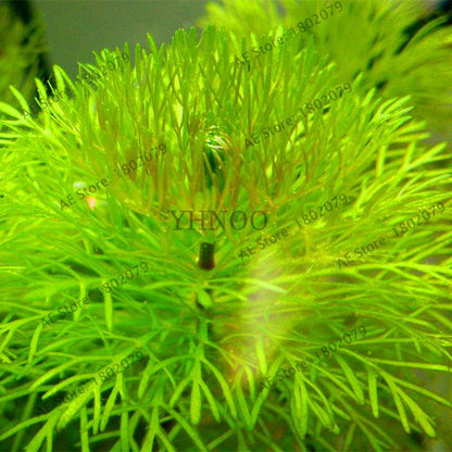 Mixed Aquarium Plants Seeds - Fish Tank Decor, Live Water Grass for Aquatic Plant Lovers