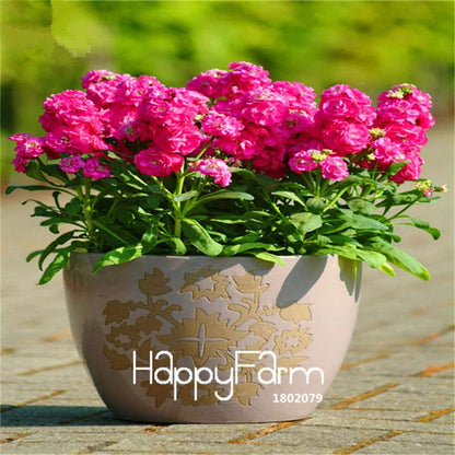 Violet Flower Seeds - Fragrant Matthiola Incana for Garden Planting, Easy Grow