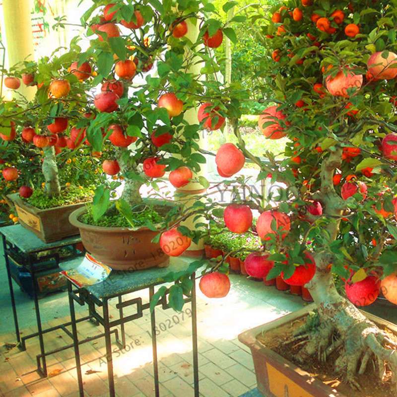 Dwarf Bonsai Apple Tree Seeds - Mini Fruit Seeds for Home Garden Planting | Fast-Growing