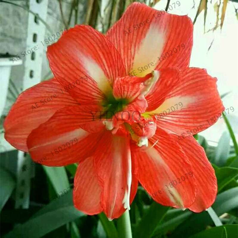 Vibrant Amaryllis Flower Seeds - High Germination, Easy to Grow, Hippeastrum Rutilum