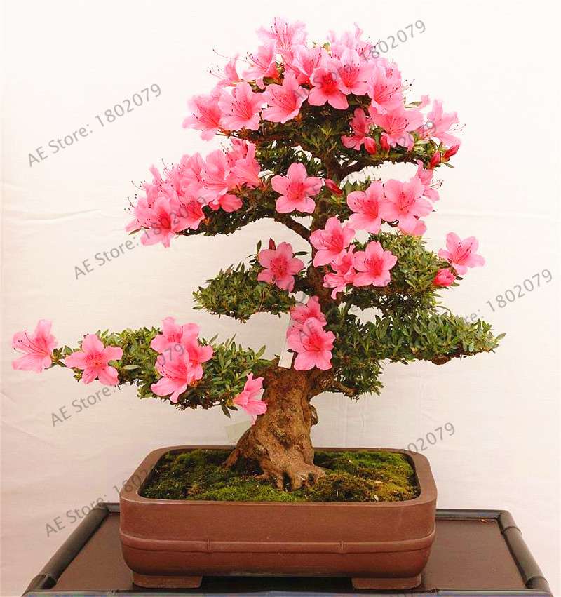 Rare Azalea Bonsai Seeds - DIY Home Garden Plants, Sakura-Like Blooms - Grow Japanese Cherry Flowers