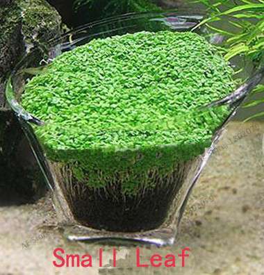 Aquarium Seeds - Glossostigma Hemianthus Callitrichoides for Fish Tank, Live Aquatic Plants, Mini Leaf Water Grass Decor