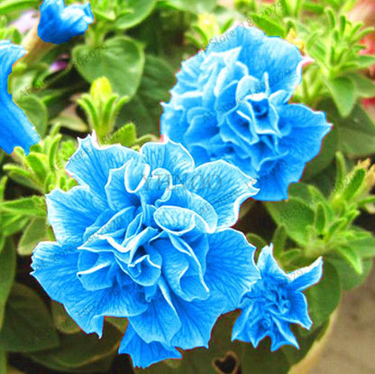 Double Petal Petunia Seeds - Vibrant Indoor Flower Bonsai Plants for Home & Garden