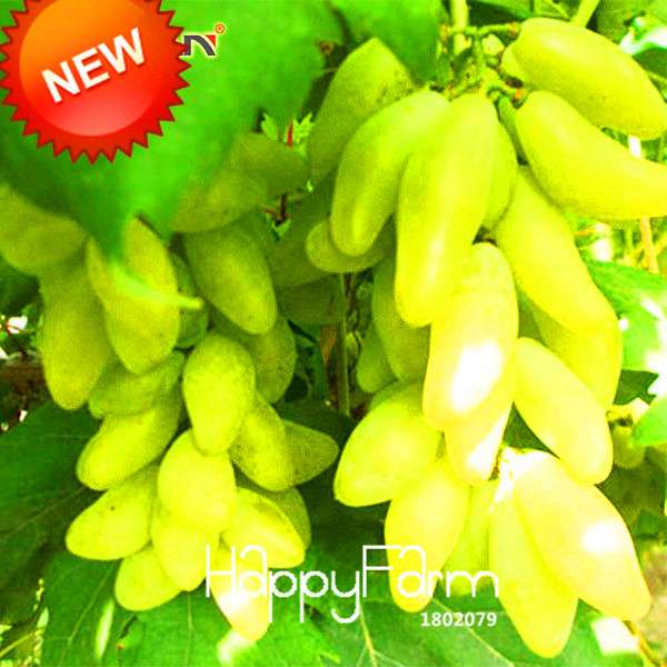 Rare Green Finger Grape Seeds - Sweet Natural Fruit, Home Gardening, Non-GMO