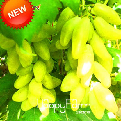 Rare Green Finger Grape Seeds - Sweet Natural Fruit, Home Gardening, Non-GMO