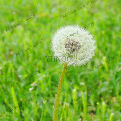 2025 Fresh Dandelion Seeds (Taraxacum Mongolicum) - Grow Your Own Bonsai Flowers | Fast US Shipping