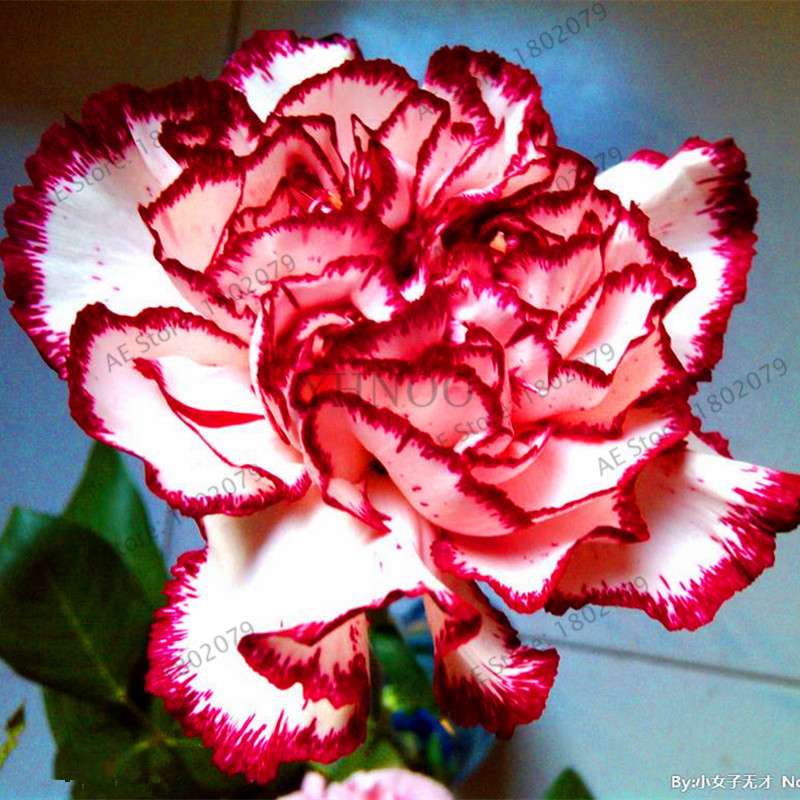 Rare Carnation Seeds - Dianthus Caryophyllus, Potted Bonsai Flower Seeds for Mother's Day, Home Garden Planting