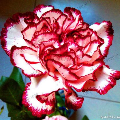 Rare Carnation Seeds - Dianthus Caryophyllus, Potted Bonsai Flower Seeds for Mother's Day, Home Garden Planting