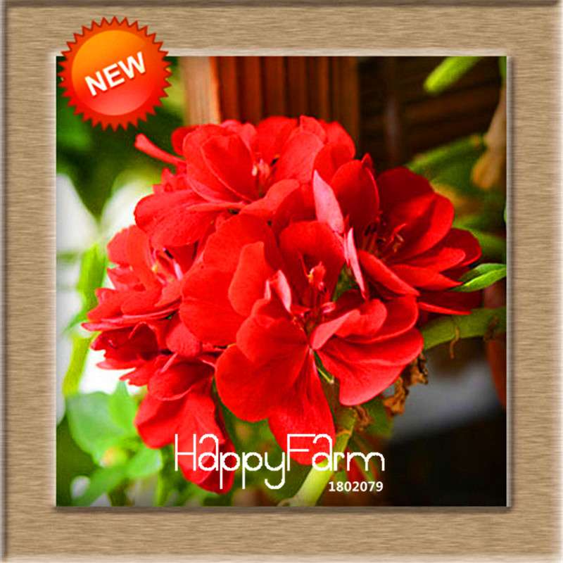 Pelargonium Peltatum Seeds - Geranium Flower Seeds, 17 Colors, Perennial Blooms for Garden & Containers