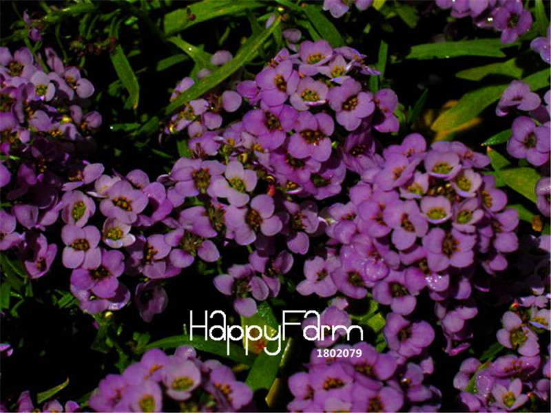 Sweet Alyssum Seeds - Rare Color, Beautiful & Easy to Grow for Home Garden DIY