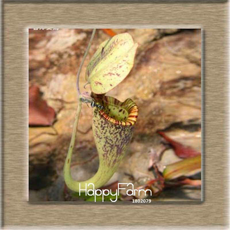Nepenthes Seeds - Carnivorous Bonsai Plants for Balcony, Potted, Home Garden (11 Varieties)