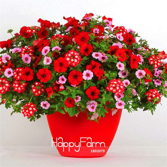 Glamorous Girl Mixed Petunia Seeds - Lipstick Candy Hearts, Vibrant Garden Flowers for Home & Garden