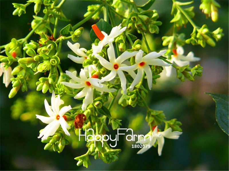Night-Blooming Jasmine Seeds - Fragrant Bonsai & Potted Plants for Home Garden DIY (Indoor/Outdoor)