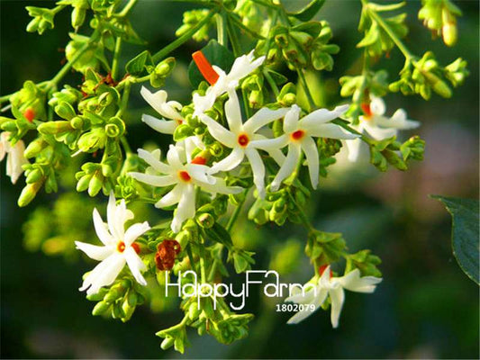 Night-Blooming Jasmine Seeds - Fragrant Bonsai & Potted Plants for Home Garden DIY (Indoor/Outdoor)