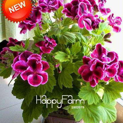 Maple Leaf Geranium Seeds - Perennial Pelargonium Flowers for Indoor Planting, Home Decor