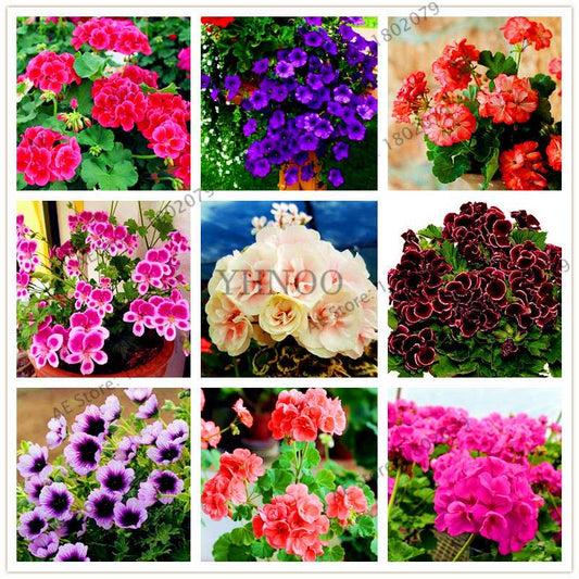 Rare Mixed Color Geranium Seeds - Vibrant Variegated Potted Flowers for Garden & Bonsai | Fast Shipping